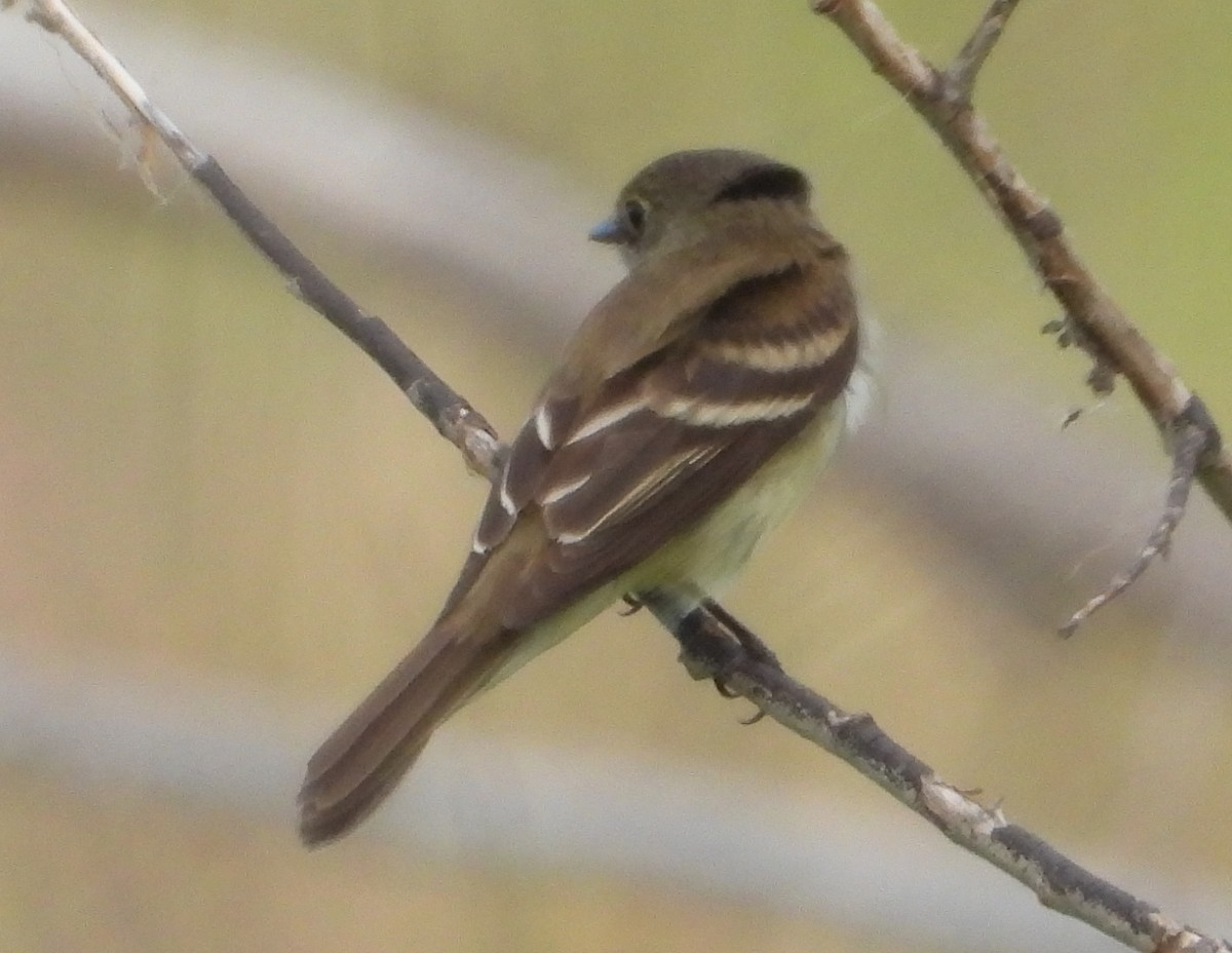 Willow Flycatcher - ML638330653