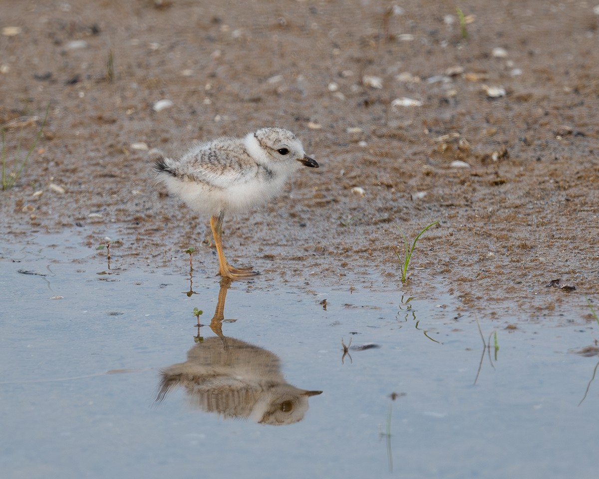 Piping Plover - ML638330655