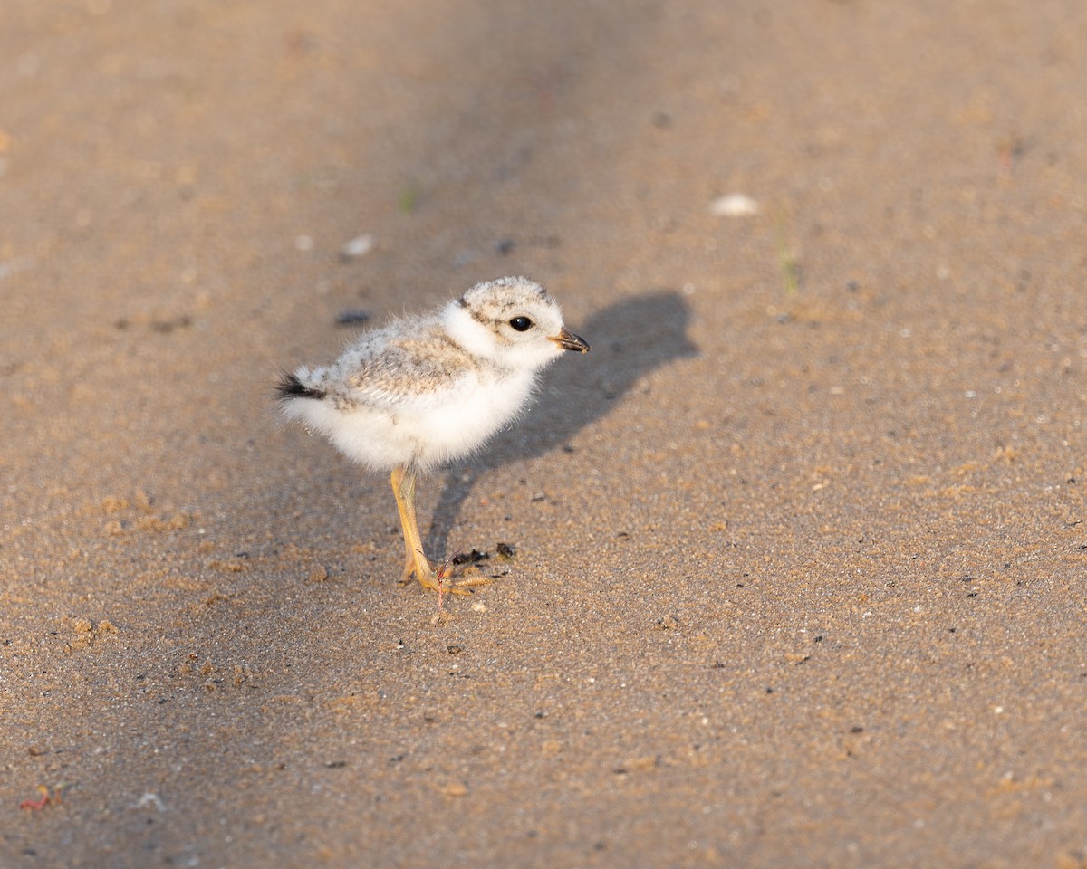 Piping Plover - ML638330658