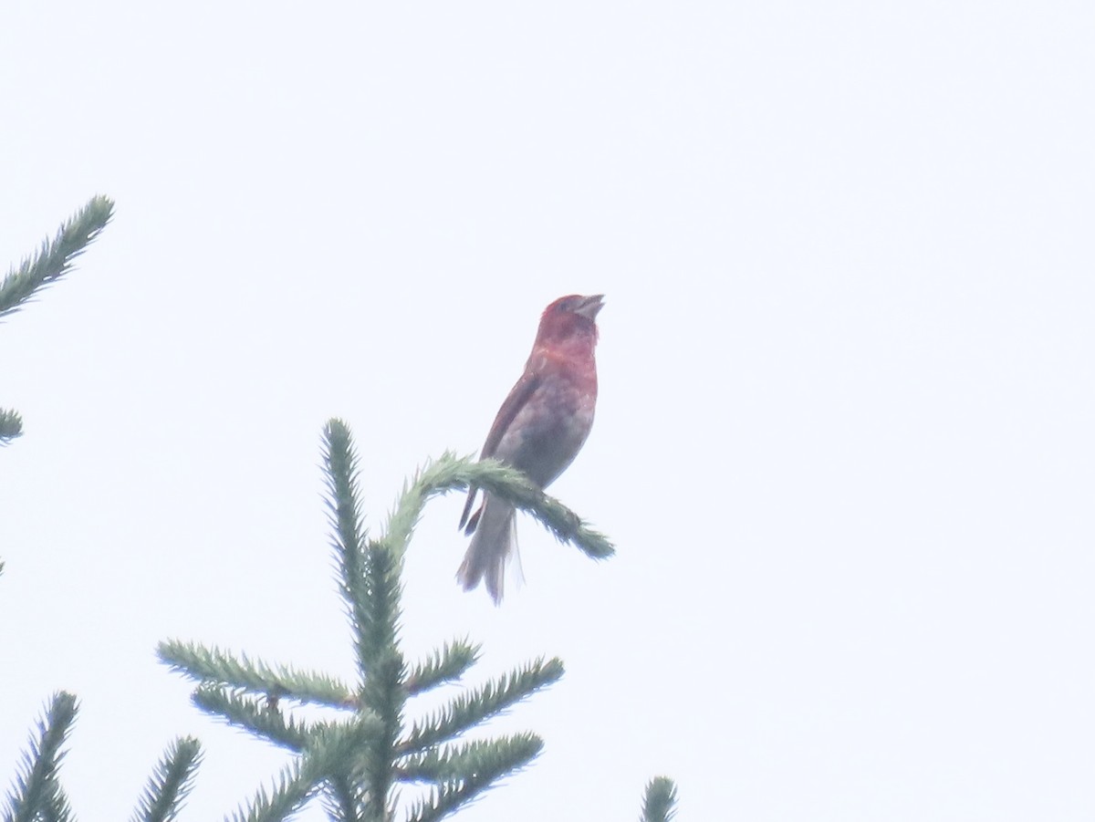 Amerika Çütresi (purpureus) - ML638330696