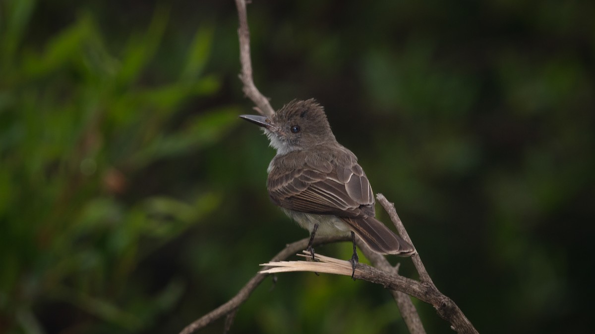 Swainson's Flycatcher - ML638330702
