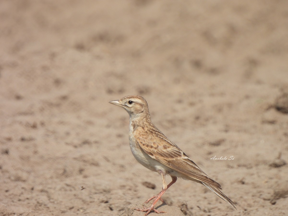 ニシヒメコウテンシ - ML638330715