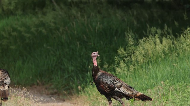 Wild Turkey - ML638330734