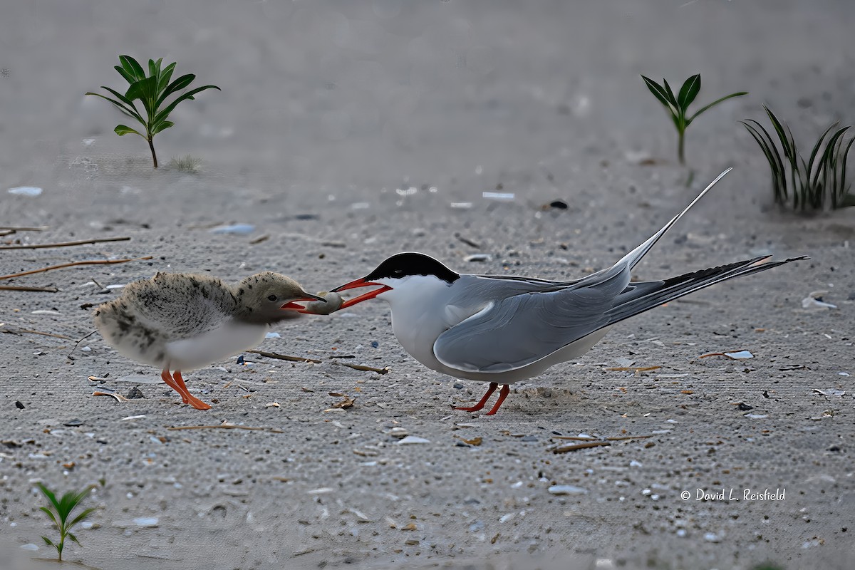 Common Tern - ML638330737