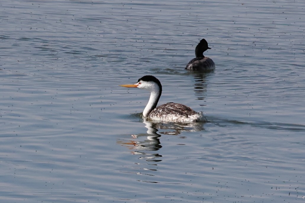 Clark's Grebe - ML638330741