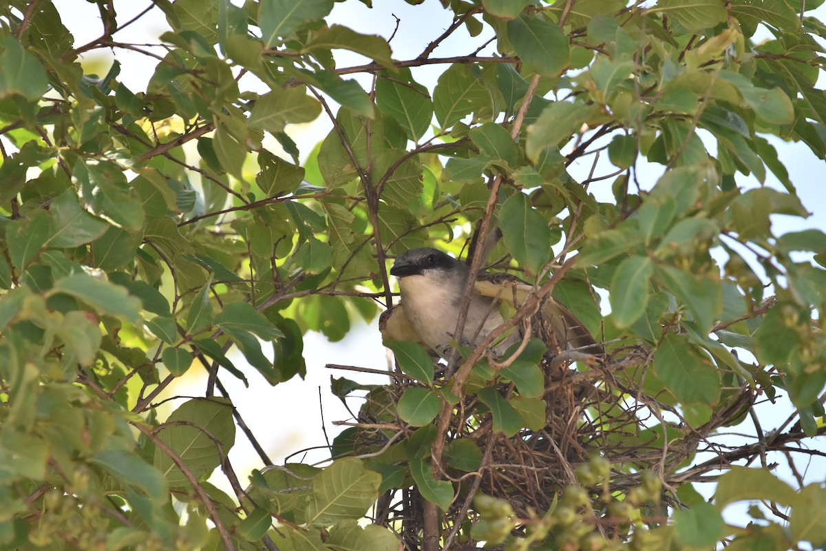 Gray Kingbird - ML638330746