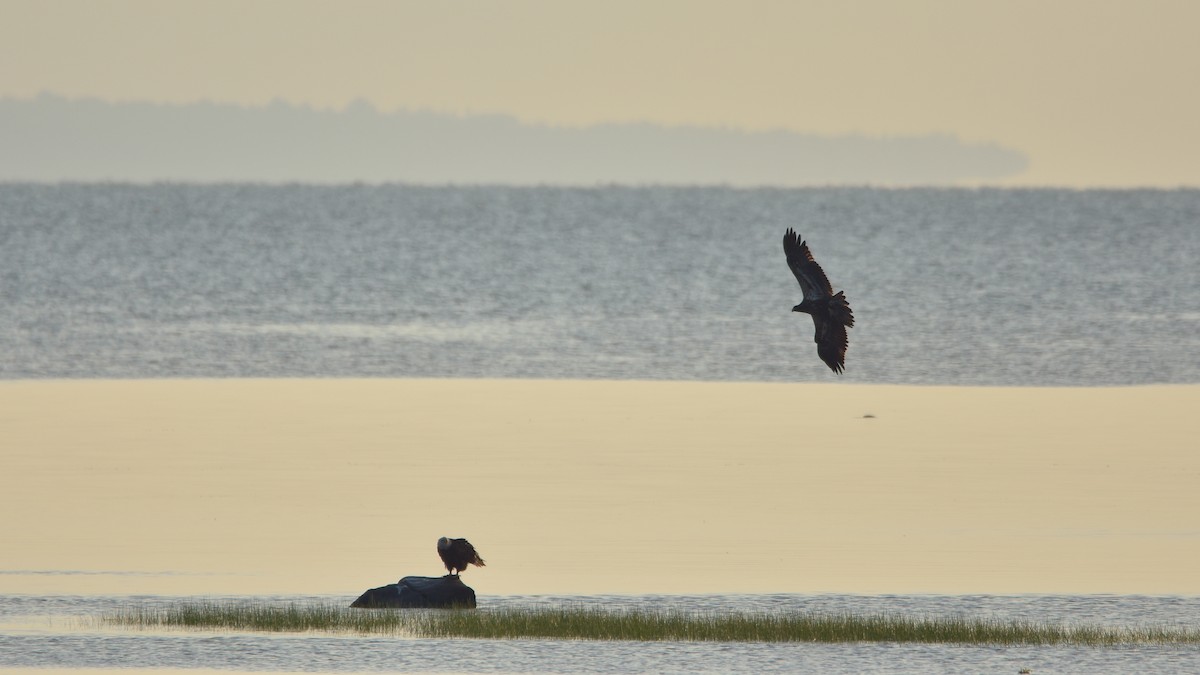 Bald Eagle - ML638330749