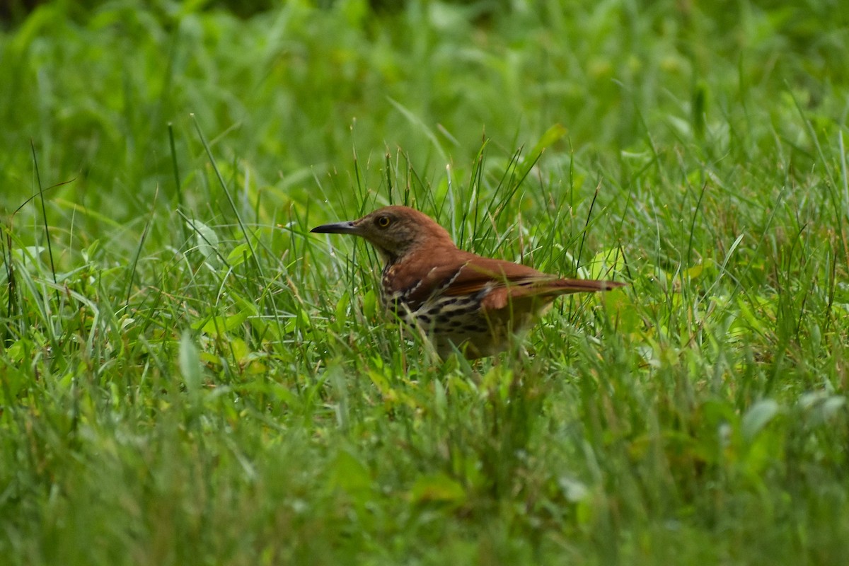 Brown Thrasher - ML638330769