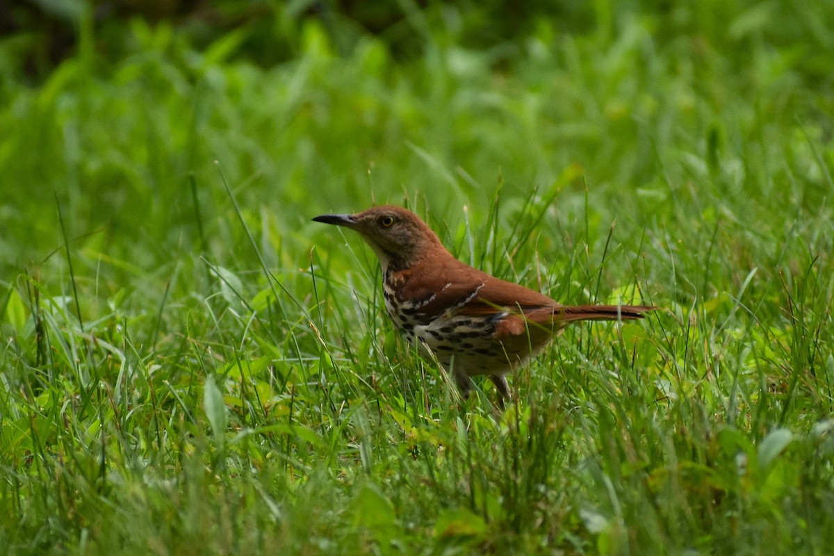 Brown Thrasher - ML638330770