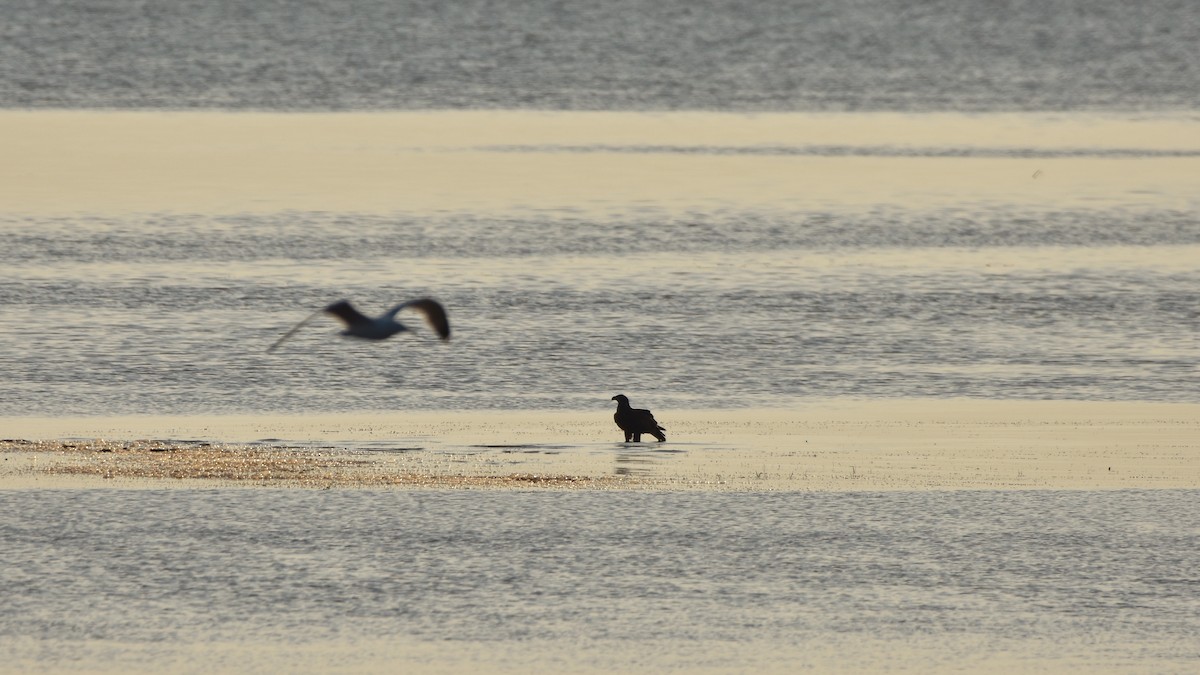 Bald Eagle - ML638330781