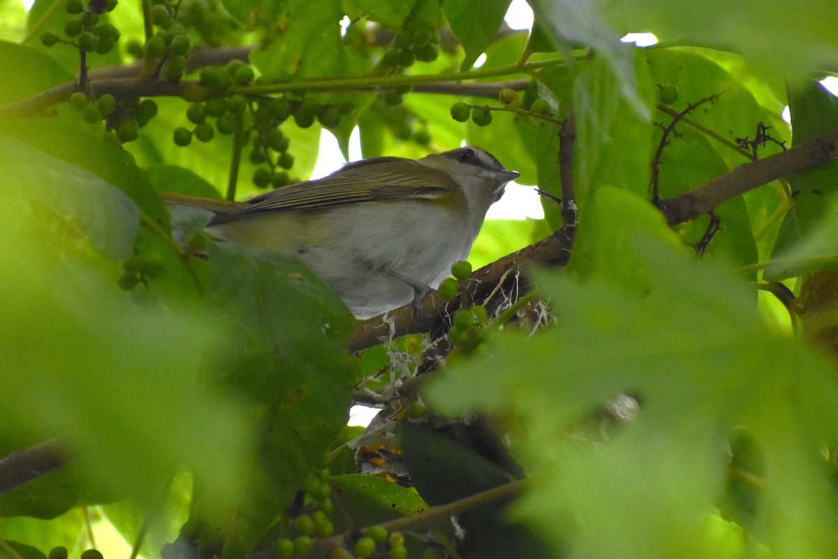 Vireo Ojirrojo - ML638330782