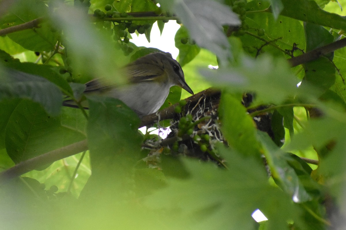Vireo Ojirrojo - ML638330783