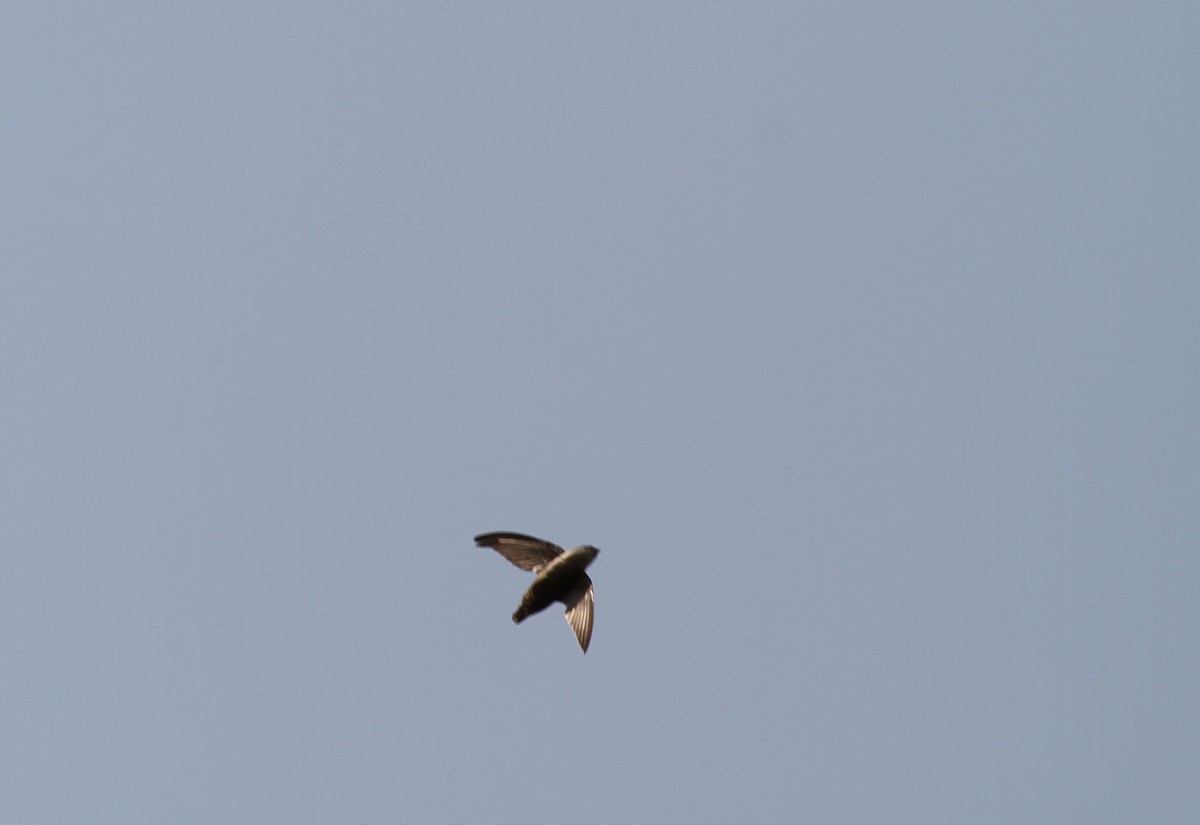 Vaux's Swift - ML638330784