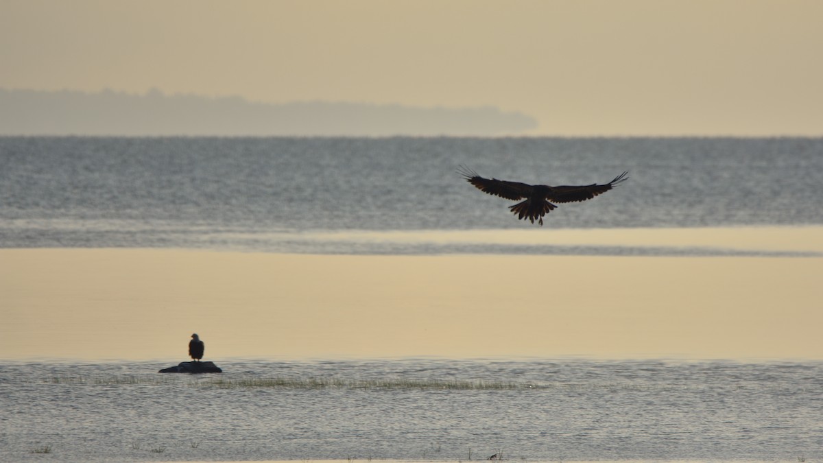 Bald Eagle - ML638330787