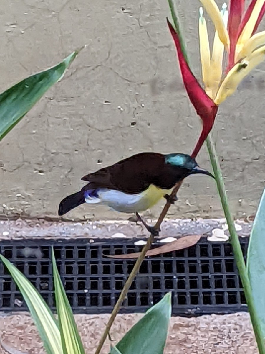 Purple-rumped Sunbird - ML638330788