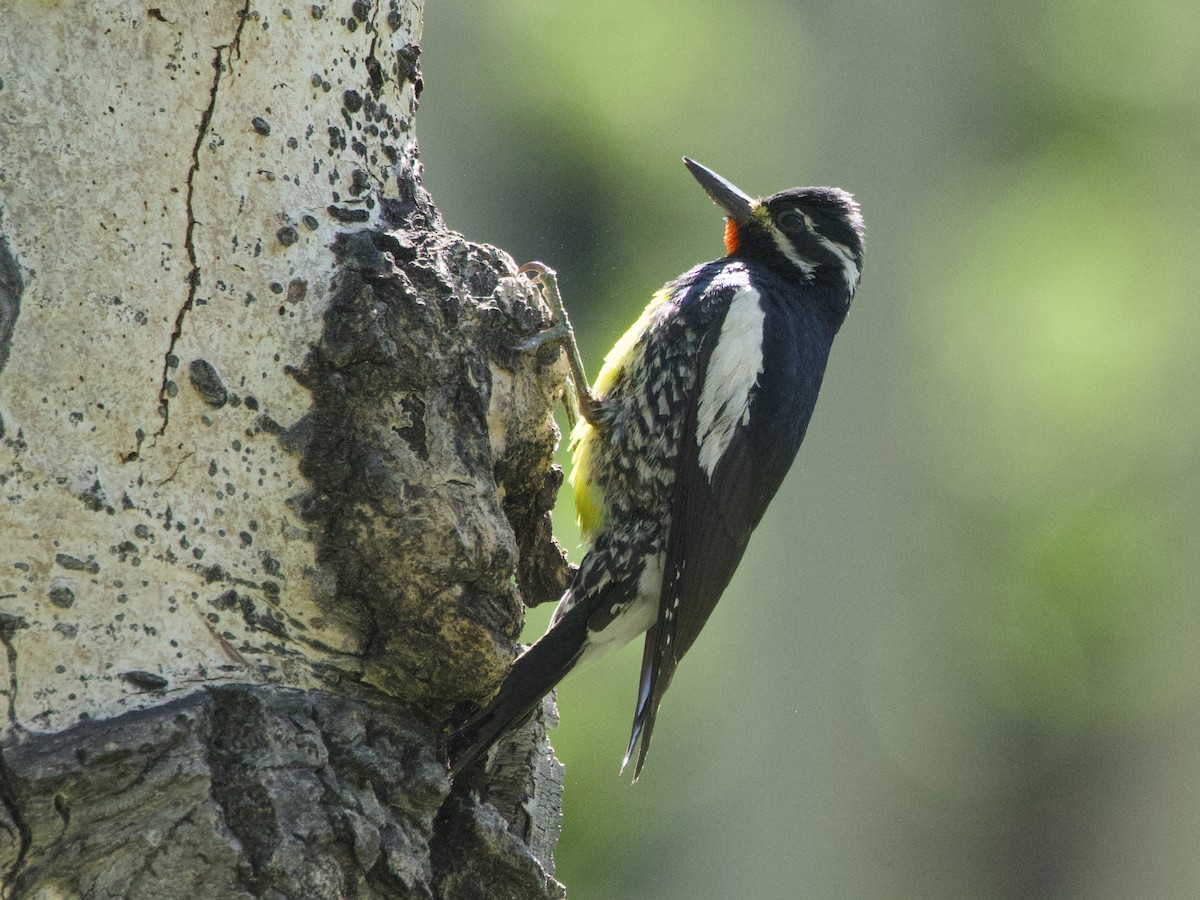 Williamson's Sapsucker - ML638330790
