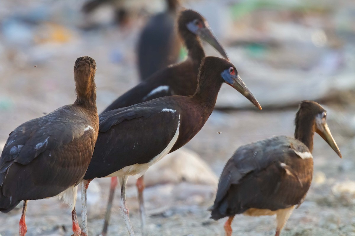 blåmaskestork - ML638330800