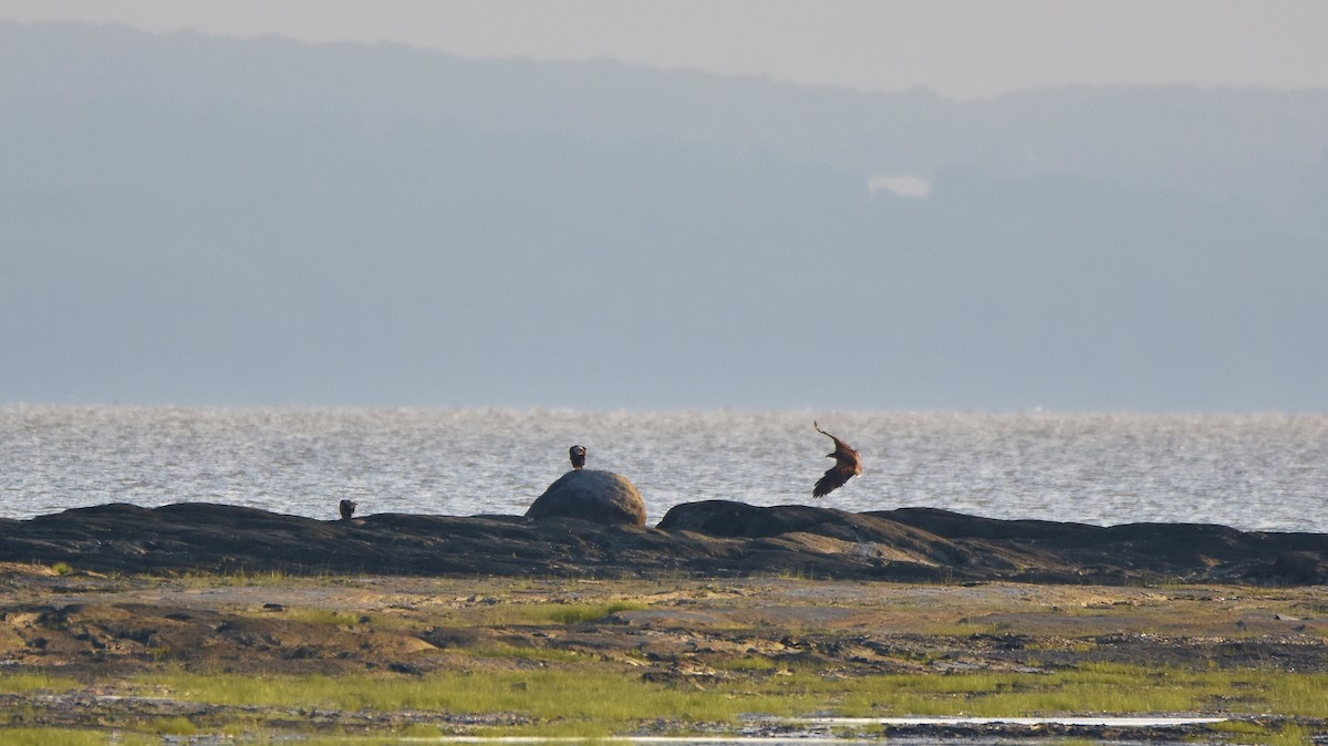 Bald Eagle - ML638330801