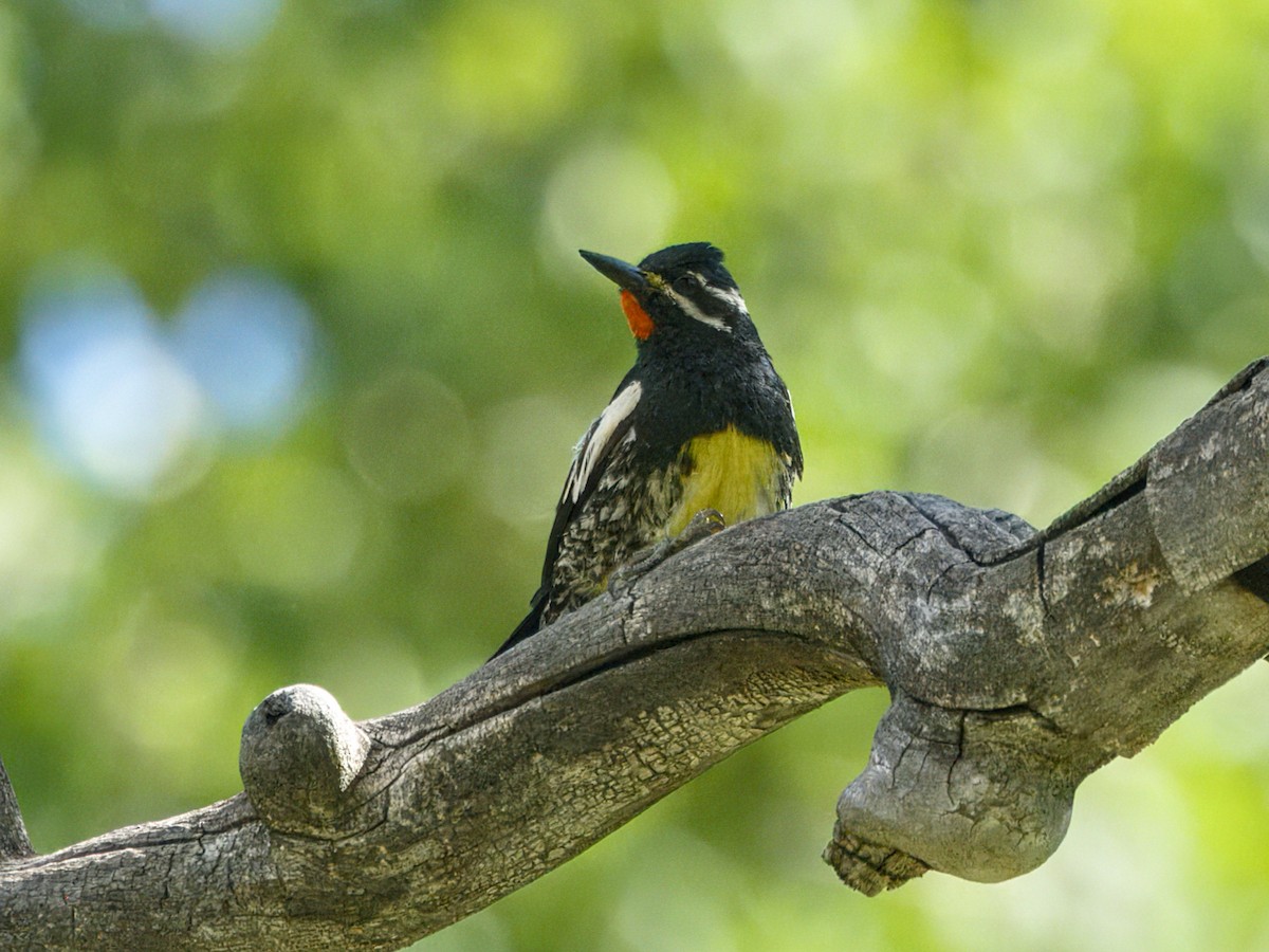 Williamson's Sapsucker - ML638330805