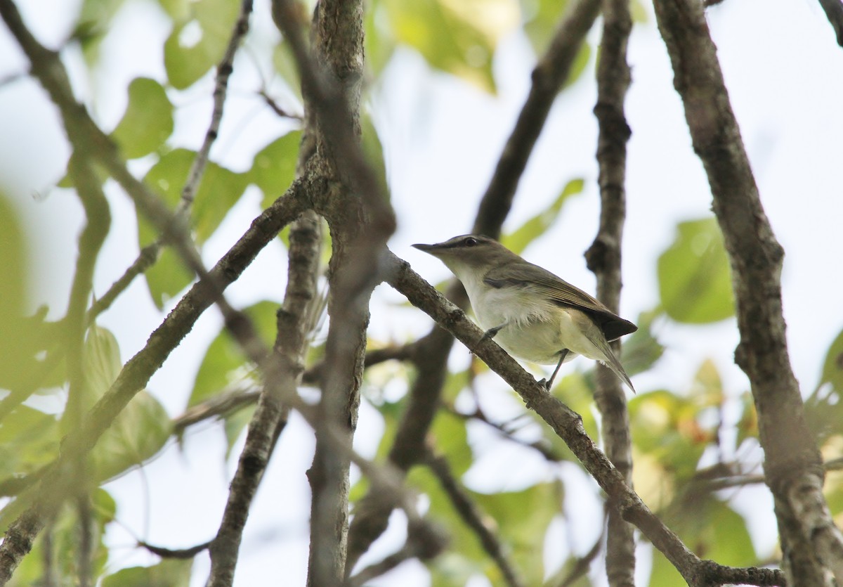 Vireo Ojirrojo - ML638330816