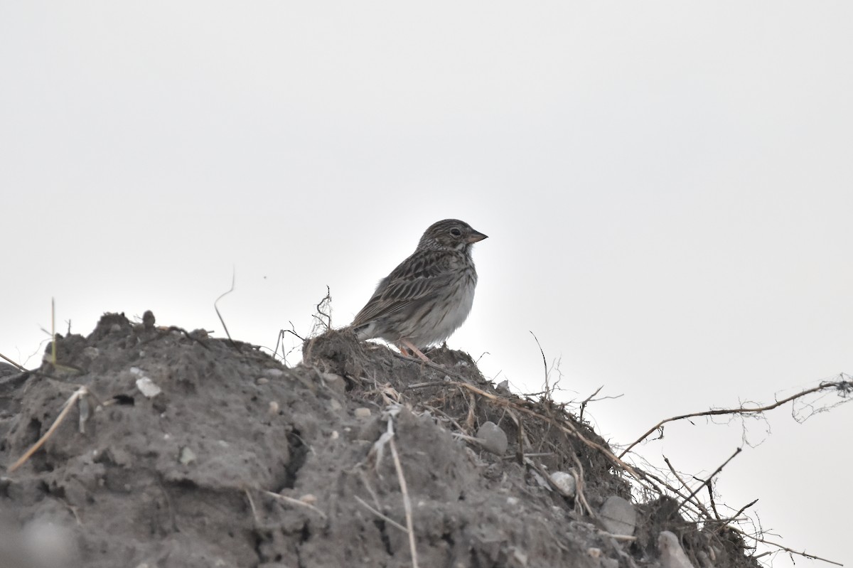Vesper Sparrow - ML638330818