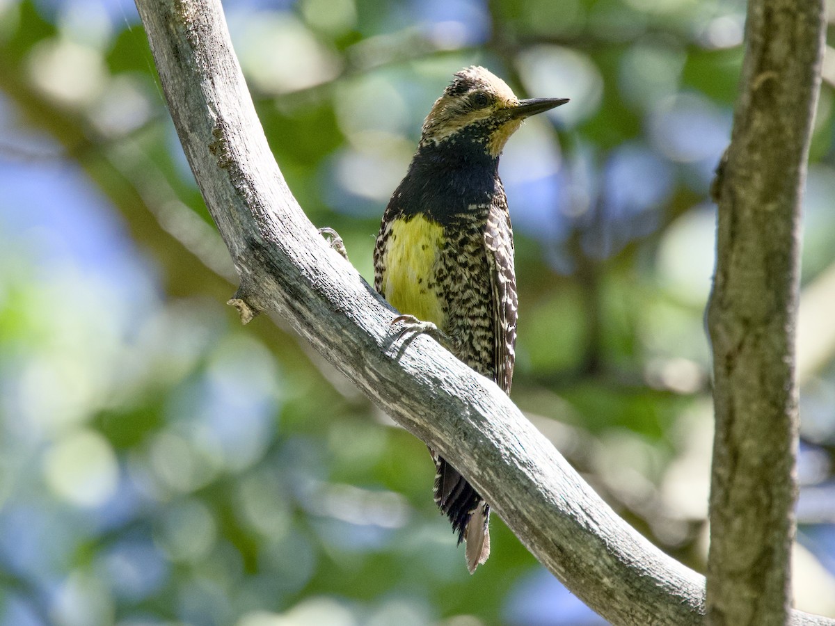 Williamson's Sapsucker - ML638330819