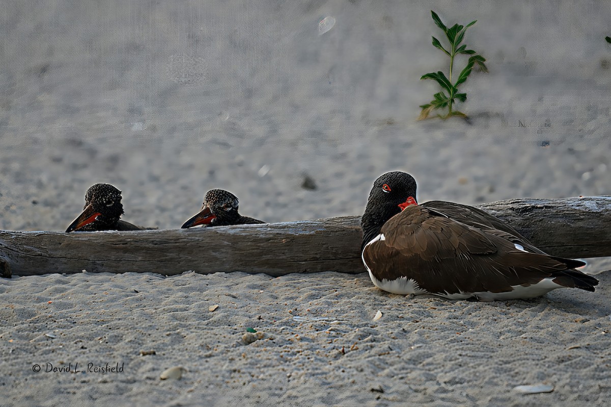 American Oystercatcher - ML638330839