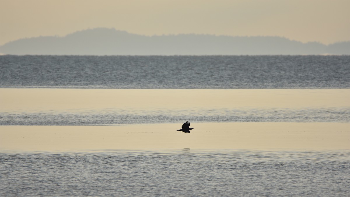 Bald Eagle - ML638330840