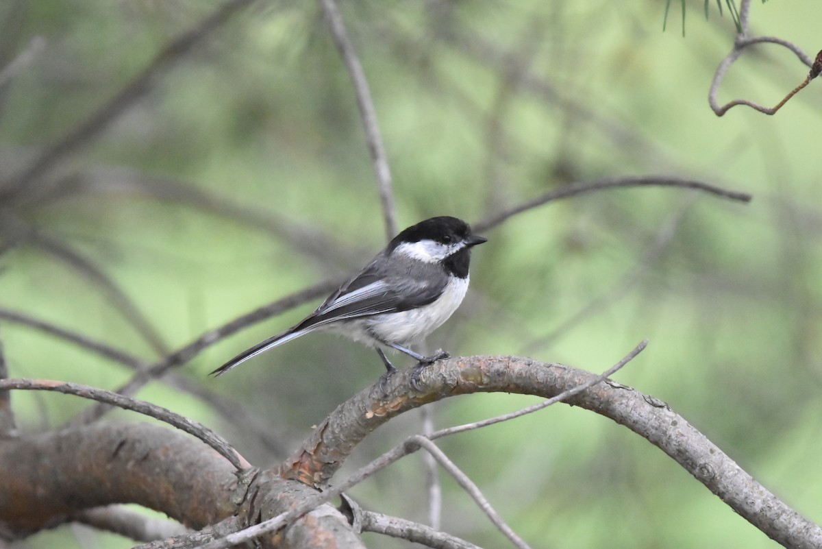Black-capped Chickadee - ML638330858