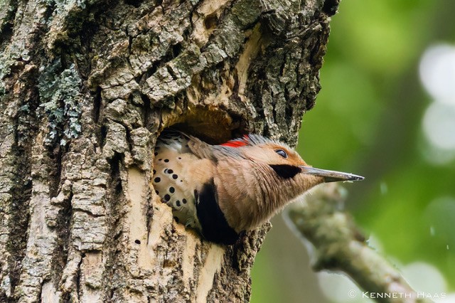 Northern Flicker - ML638330869