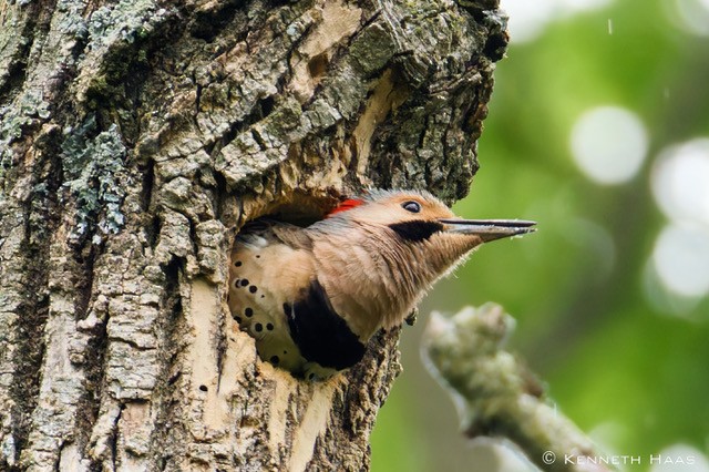 Northern Flicker - ML638330870