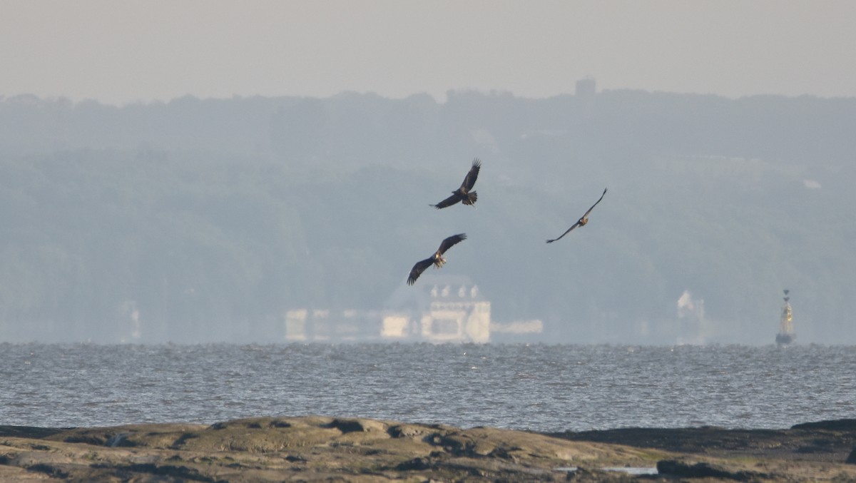 Bald Eagle - ML638330873