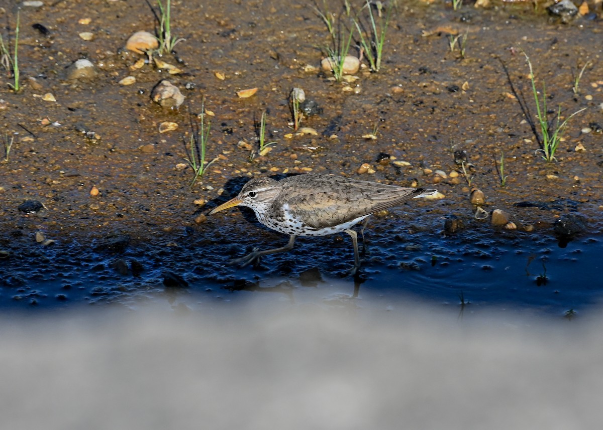flekksnipe - ML638330890