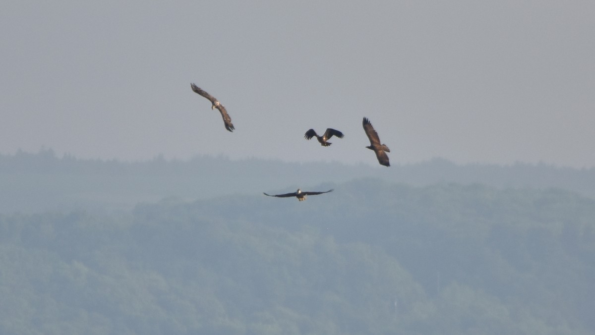 Bald Eagle - ML638330891