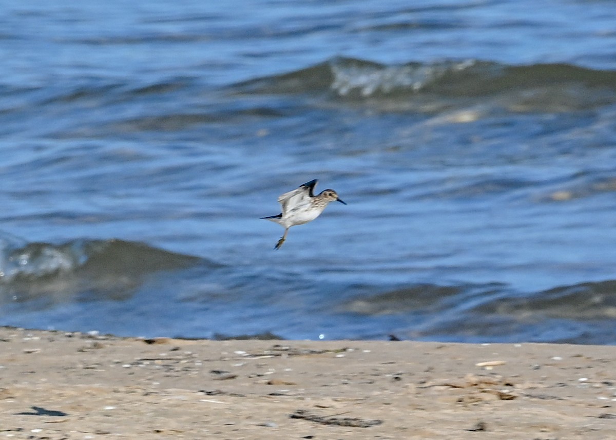 pygmésnipe - ML638330899