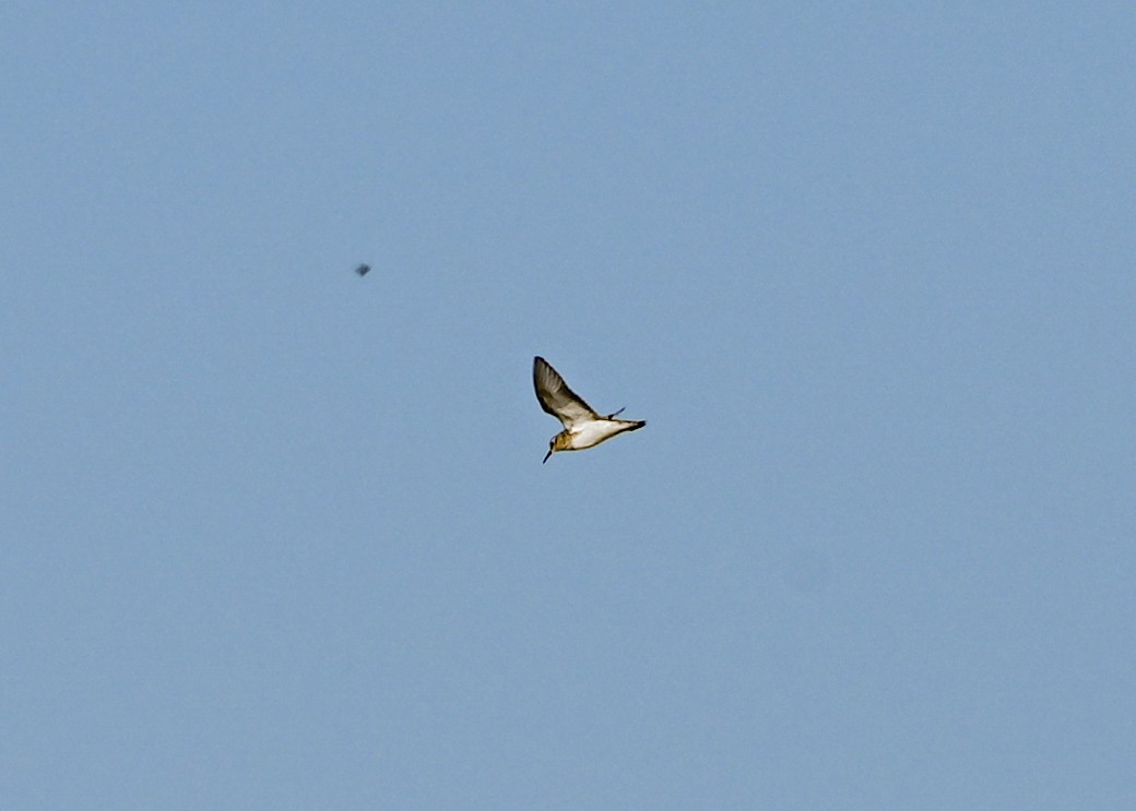 pygmésnipe - ML638330900