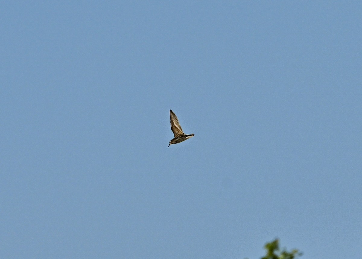 pygmésnipe - ML638330901