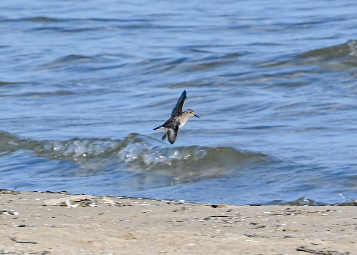 pygmésnipe - ML638330903