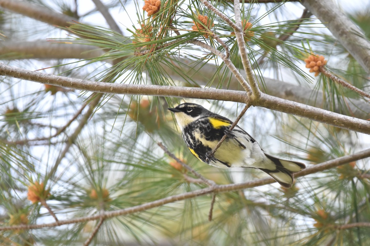 Yellow-rumped Warbler - ML638330910
