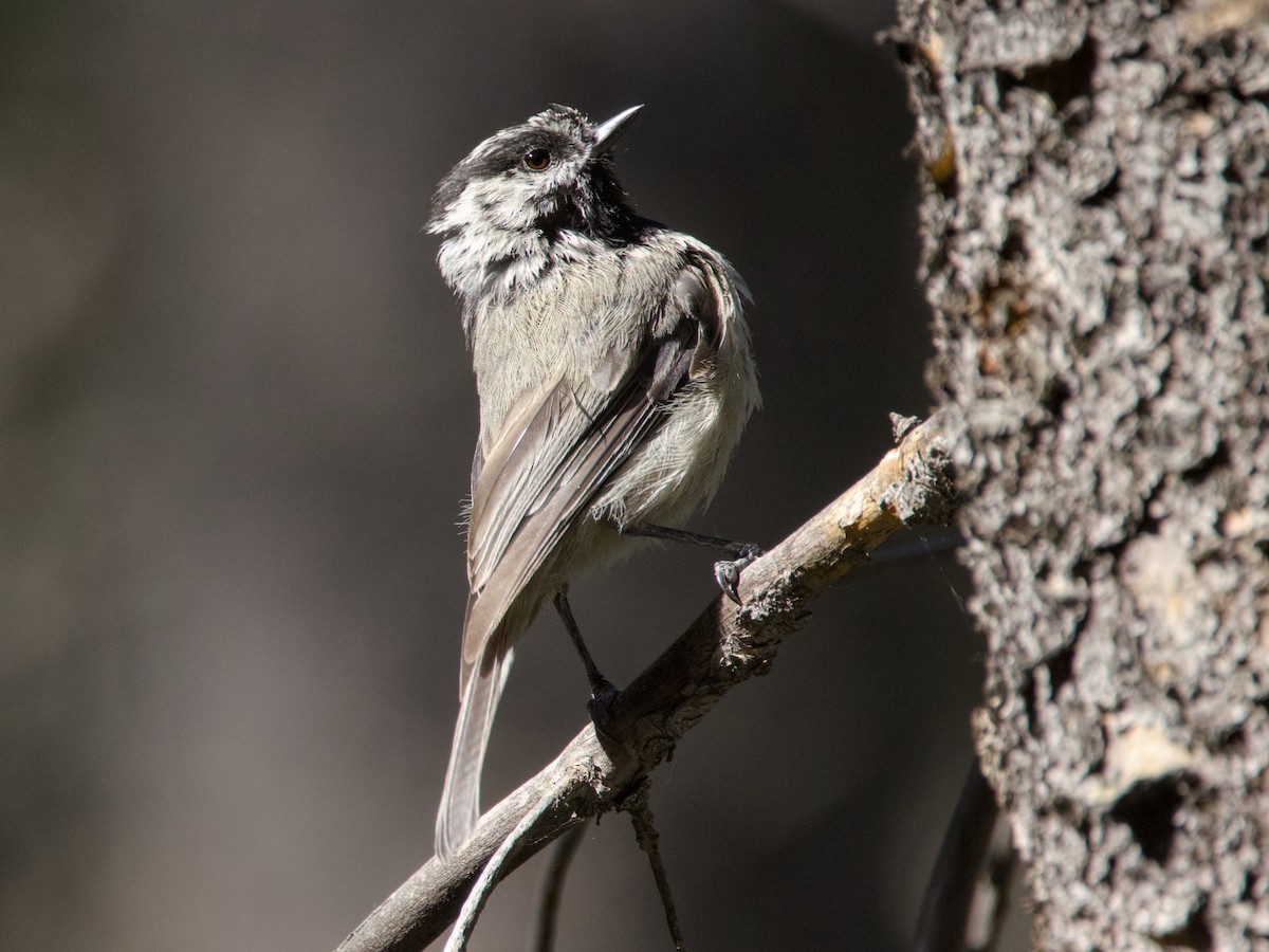 Mountain Chickadee - ML638330913