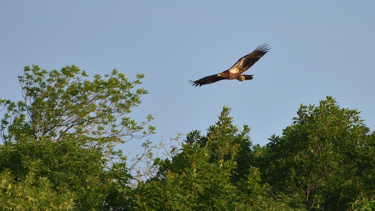 Bald Eagle - ML638330915