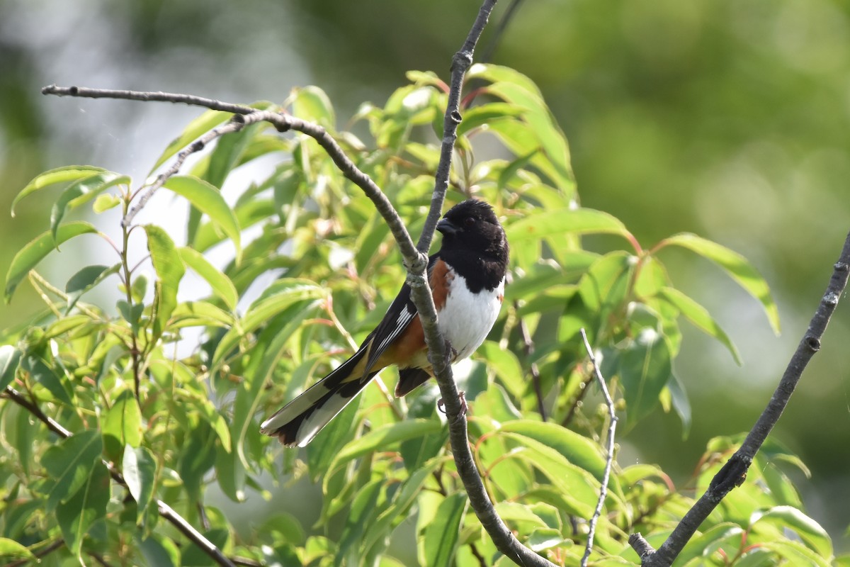 Eastern Towhee - ML638330917