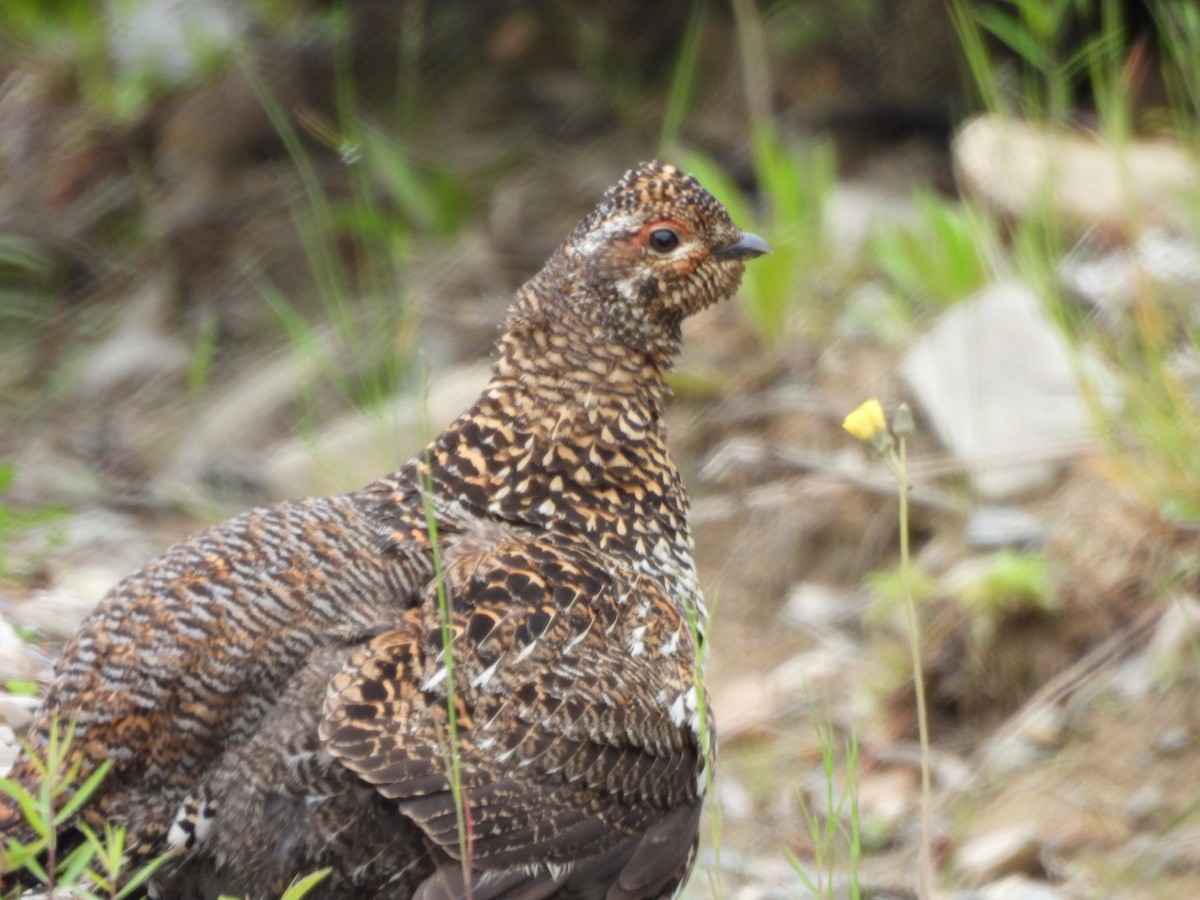 Spruce Grouse - ML638330919