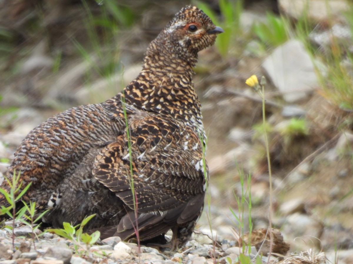 Spruce Grouse - ML638330920