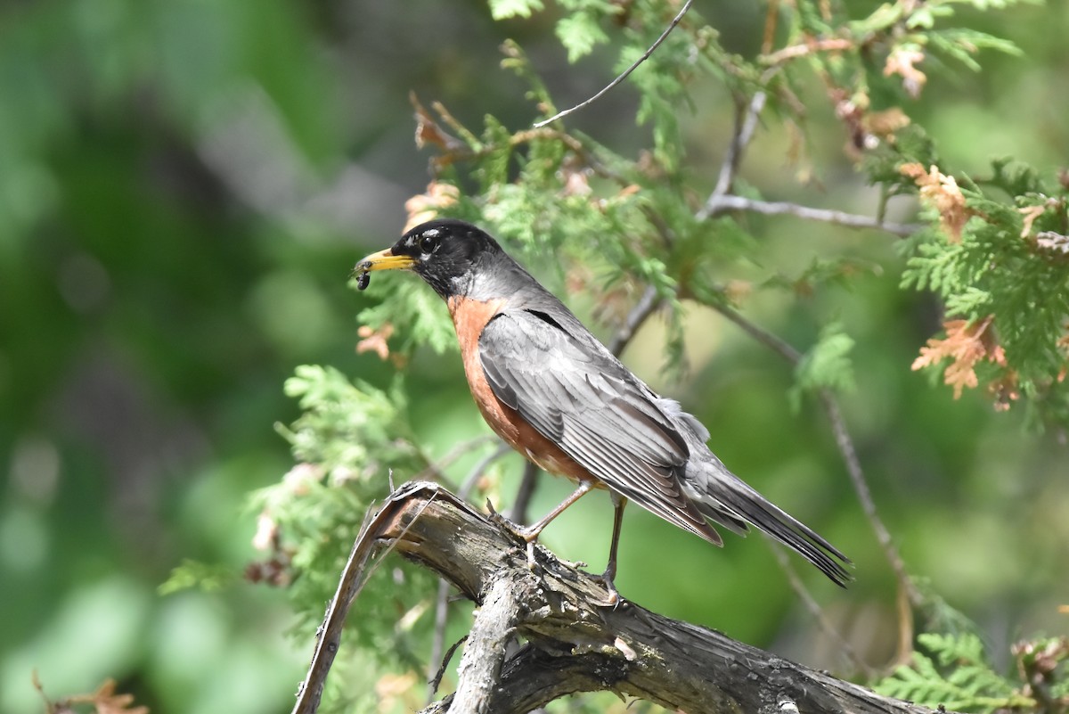 American Robin - ML638330929