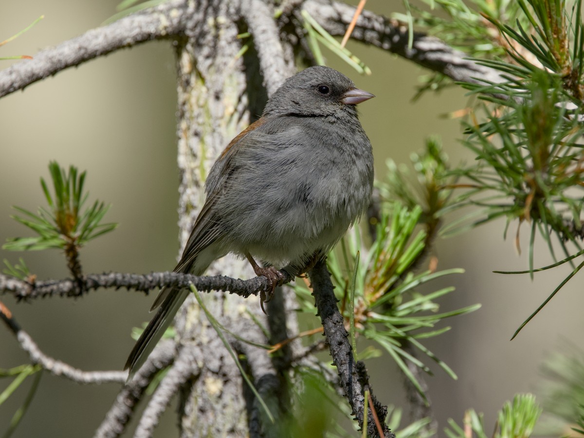 Dark-eyed Junco - ML638330930