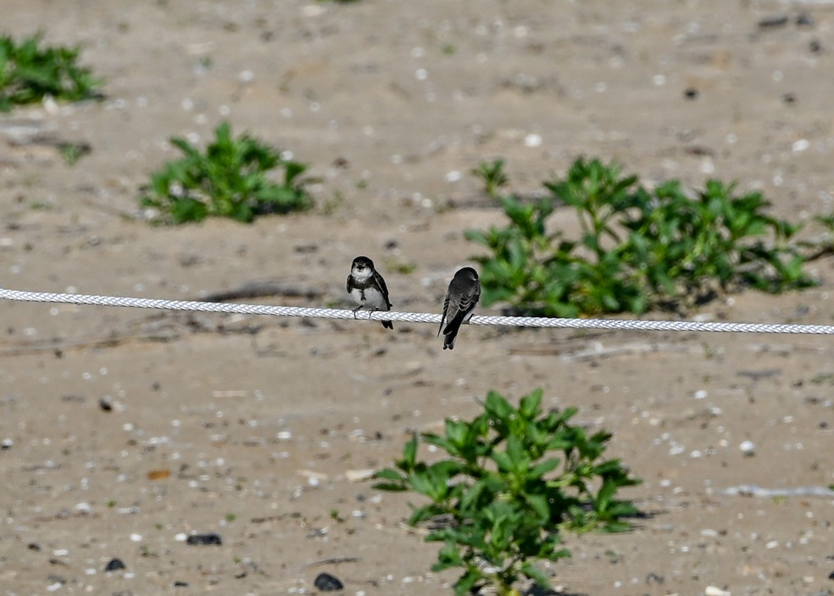 Bank Swallow - ML638330941