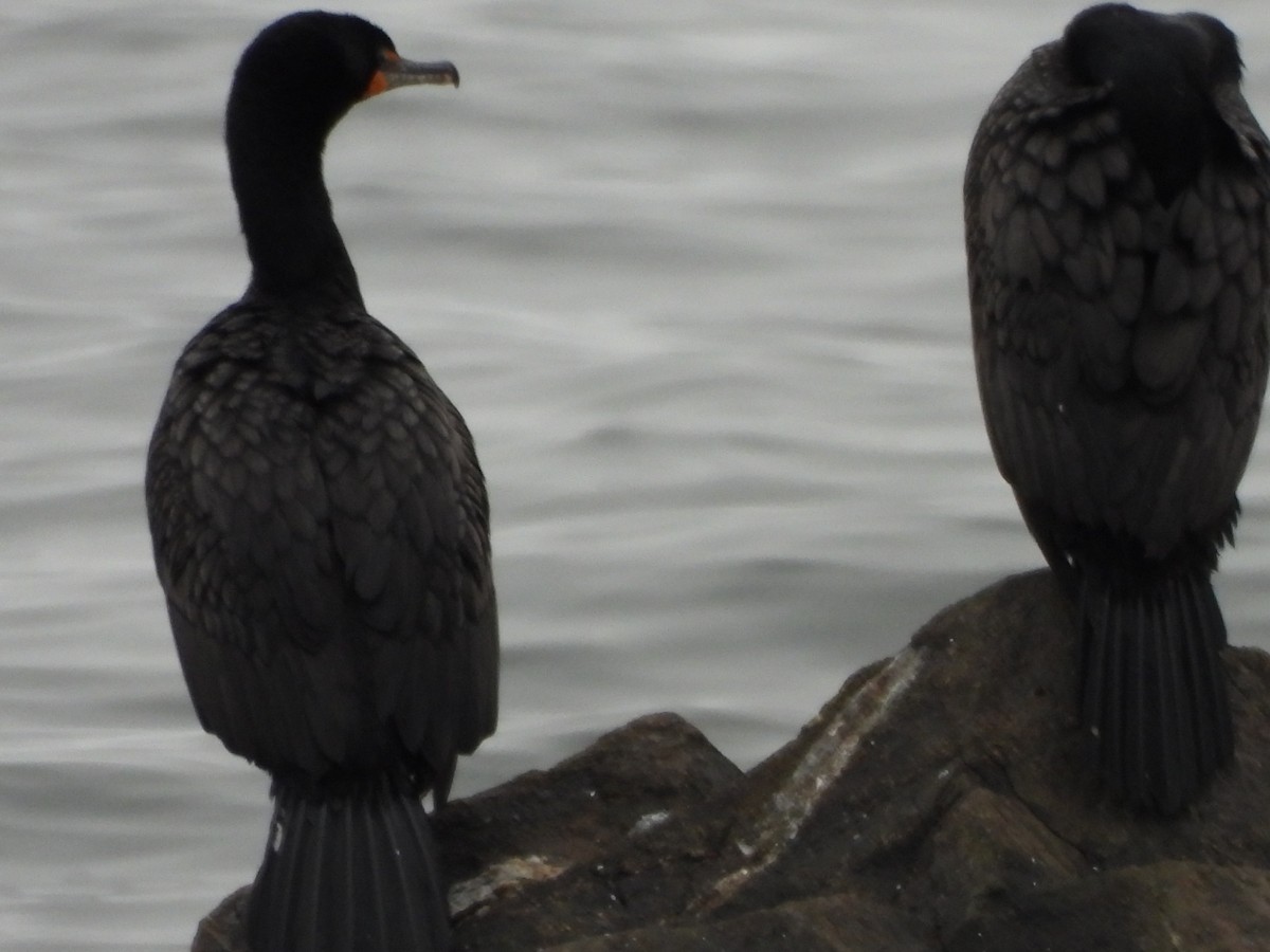 Double-crested Cormorant - ML638330959