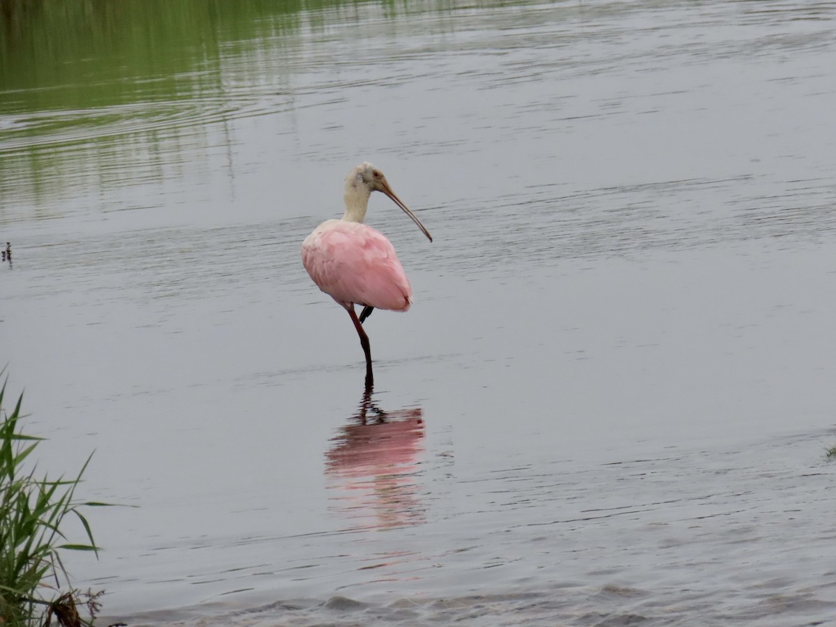 Roseate Spoonbill - ML638330962