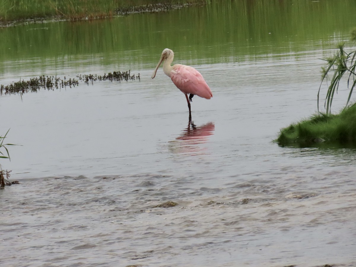 Roseate Spoonbill - ML638330963